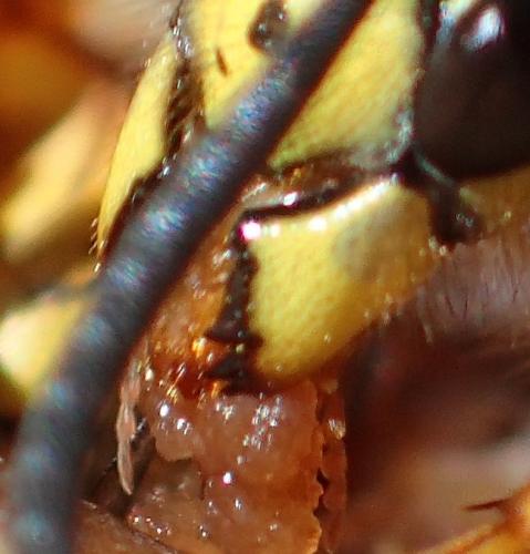 Réf. 270 504 : Vespula germanica